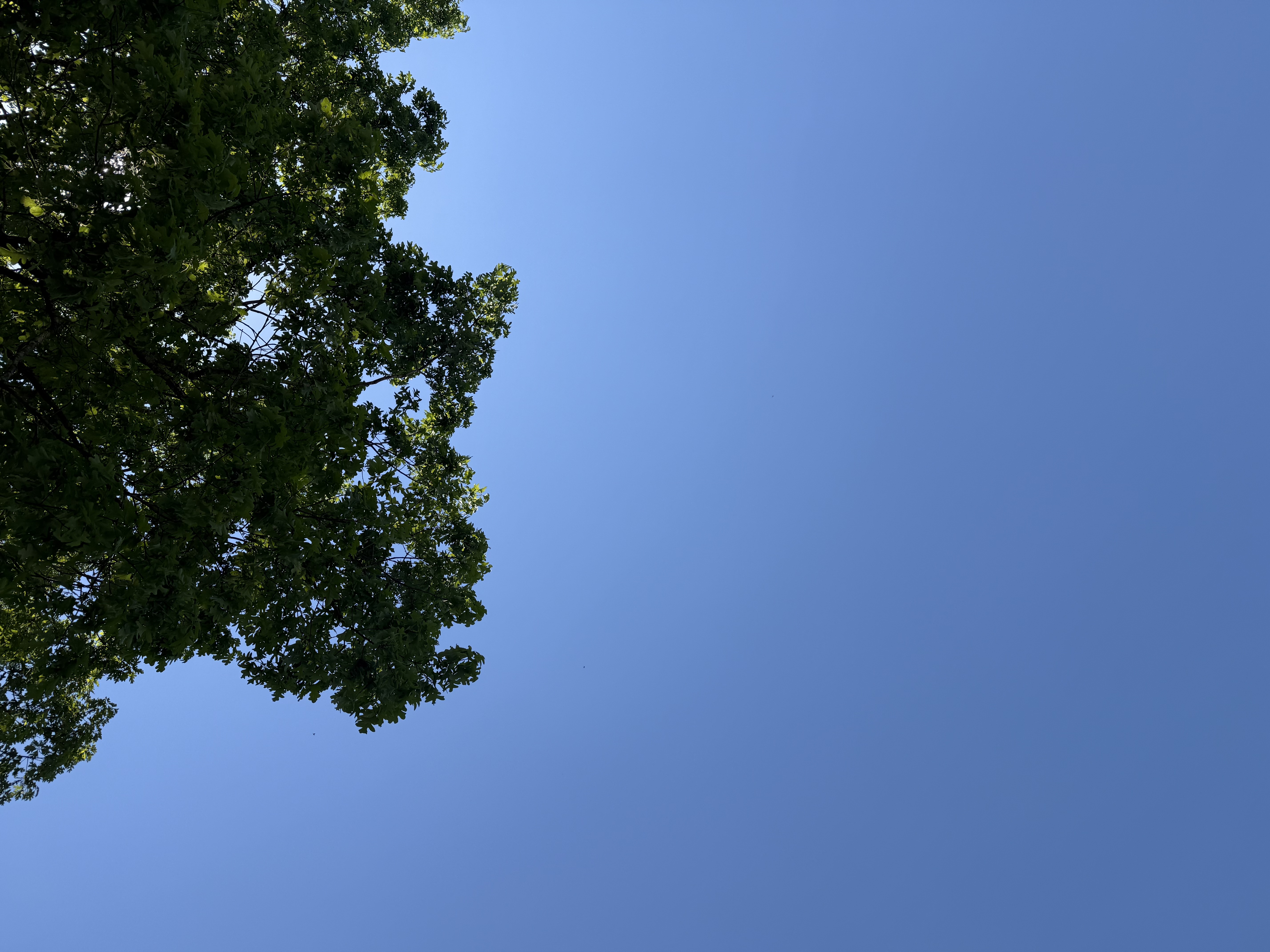 IMG_3862.jpeg