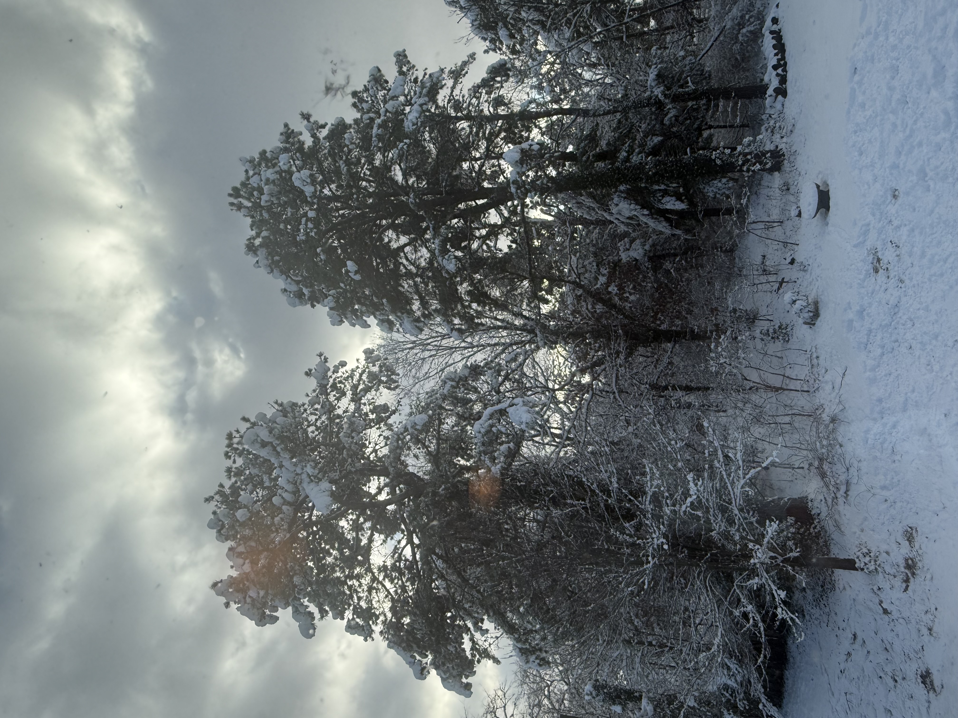 IMG_1197.jpeg