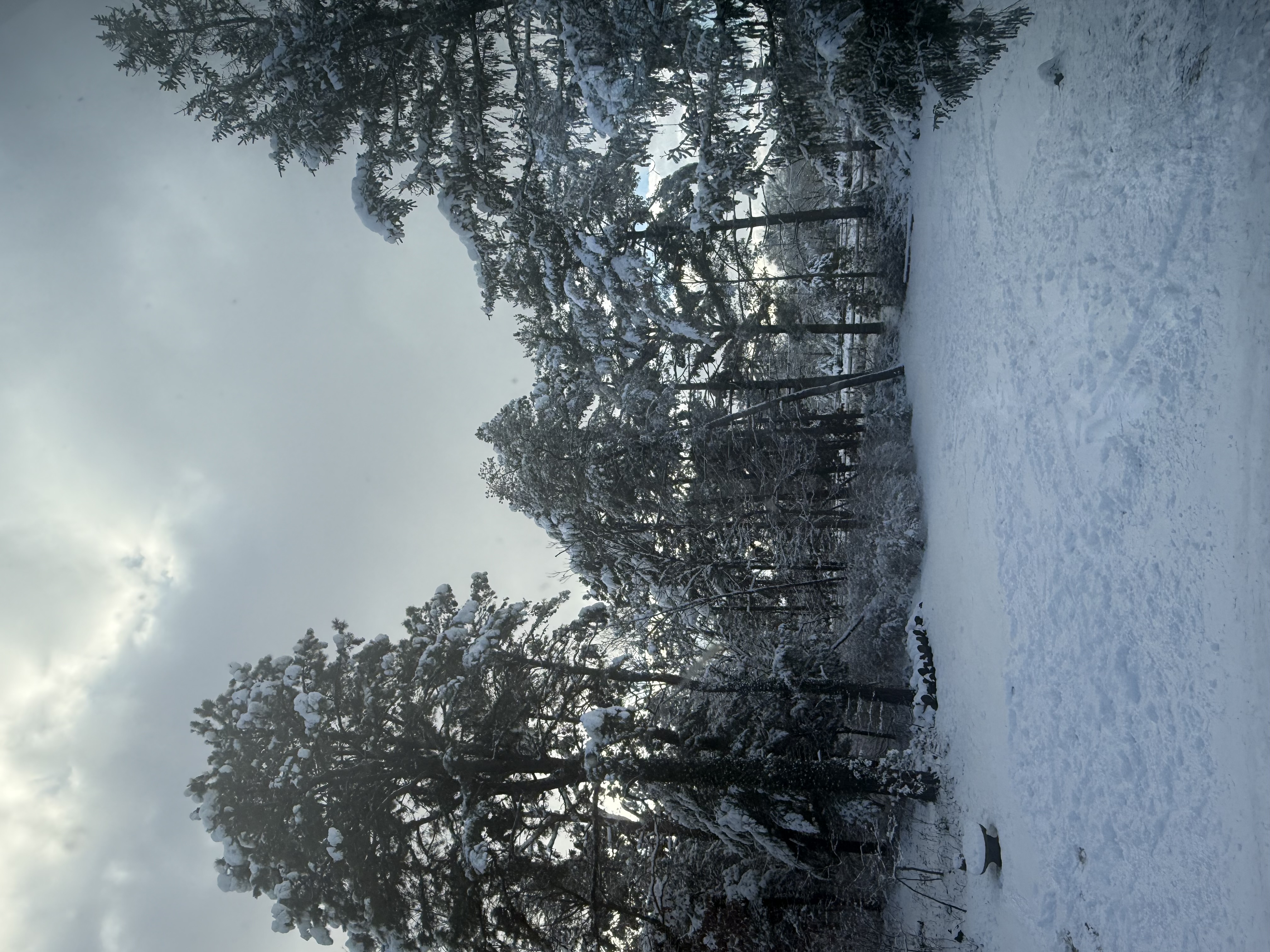 IMG_1198.jpeg